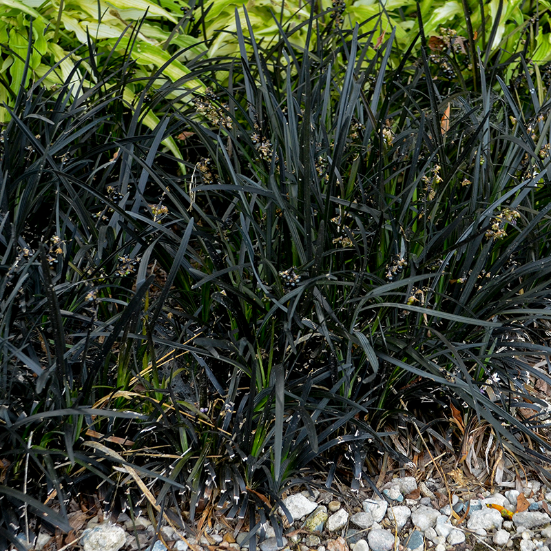 Ophiopogon plan 'Niger' Q01