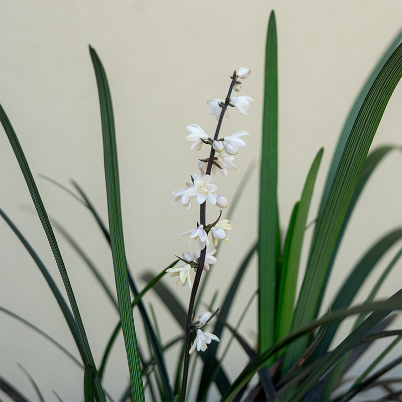 Ophiopogon plan 'Niger' Q01