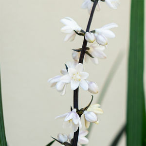 Ophiopogon plan 'Niger' Q01