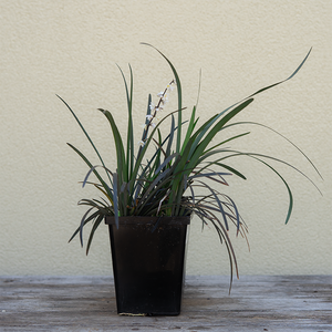 Ophiopogon plan 'Niger' Q01