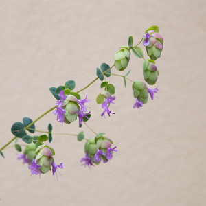 Origanum 'Amethyst Falls' Q01