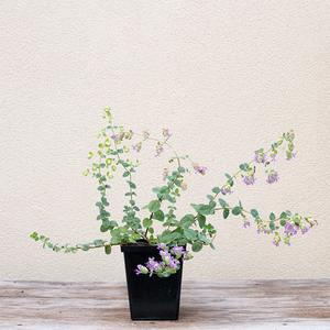 Origanum 'Amethyst Falls' Q01