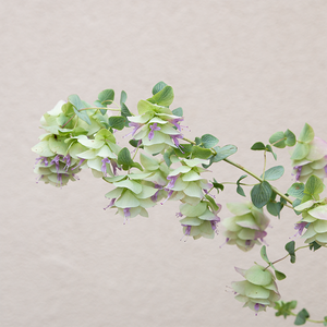 Origanum 'Kent Beauty' Q01