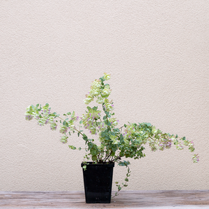 Origanum 'Kent Beauty' Q01