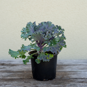 Ornamental Kale Kamome Red 4"