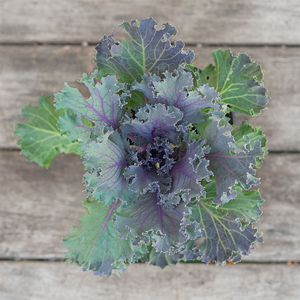 Ornamental Kale Kamome Red 4"
