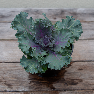 Ornamental Kale Kamome Red 4"
