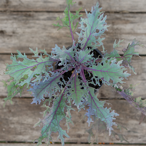 Ornamental Kale Peacock Red 4"