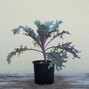 Ornamental Kale Peacock Red 4"