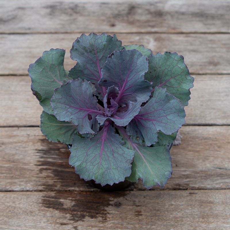 Ornamental Kale Pigeon Purple 4"