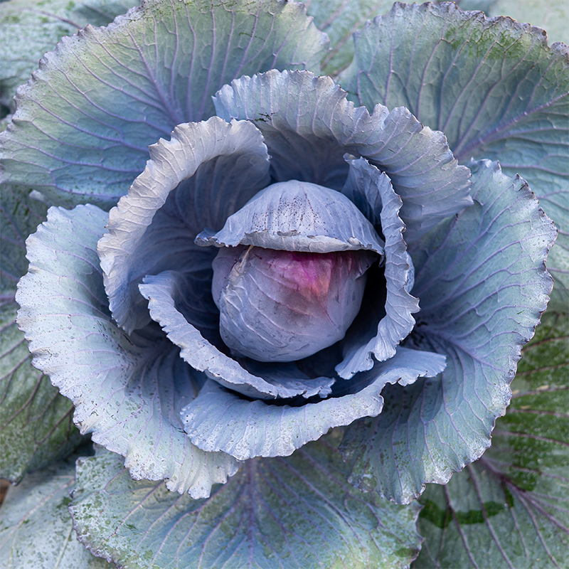 Ornamental Kale Ruby Ball Cabbage 8"
