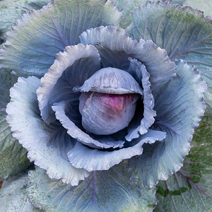 Ornamental Kale Ruby Ball Cabbage 8"