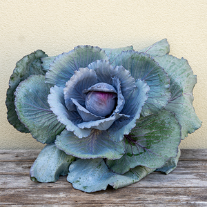 Ornamental Kale Ruby Ball Cabbage 8"