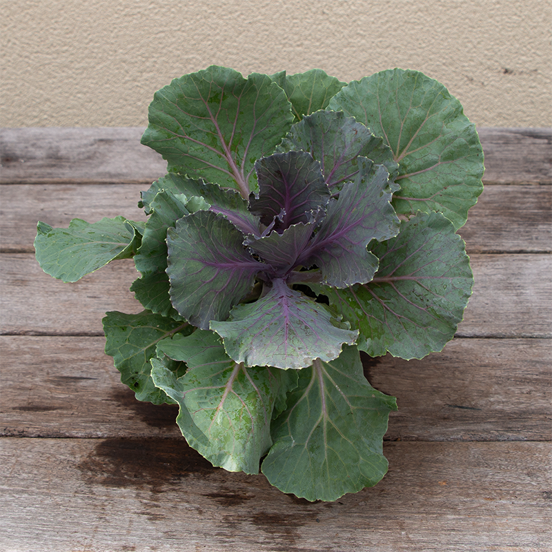 Ornamental Kale Songbird Red 4"