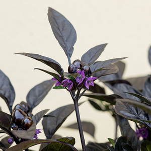 Ornamental Pepper Black Pearl 8"