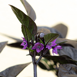 Ornamental Pepper Black Pearl 8"