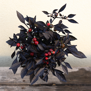 Ornamental Pepper Onyx Red 4"