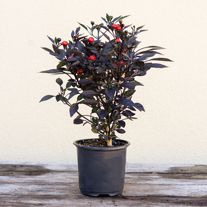 Ornamental Pepper Onyx Red 4"