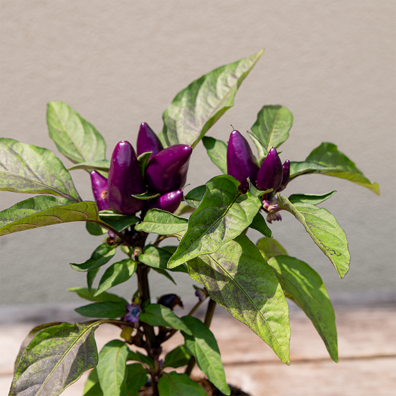 Ornamental Pepper Wicked 4"