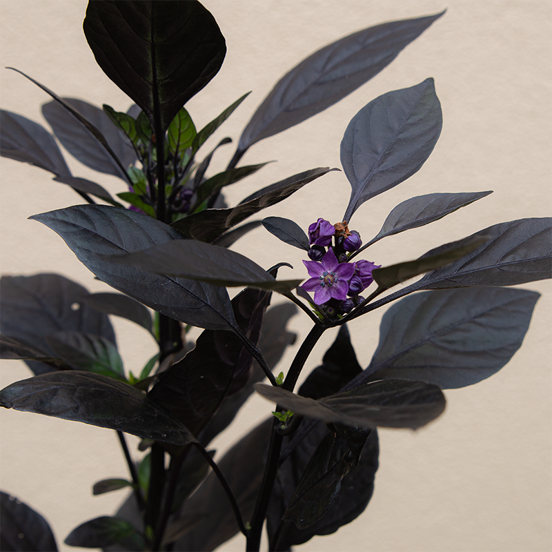 Ornamental Pepper Black Pearl 4"
