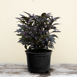 Ornamental Pepper Black Pearl 8"