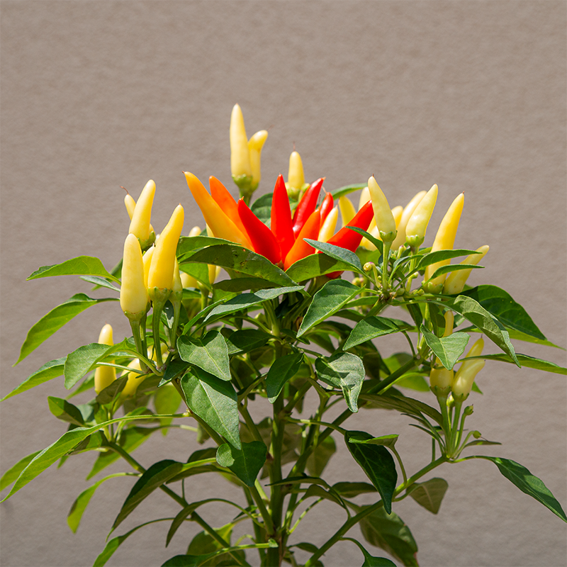 Ornamental Pepper 'Chilly Chili' 4"