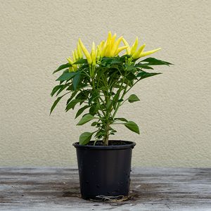 Ornamental Pepper 'Chilly Chili' 4"