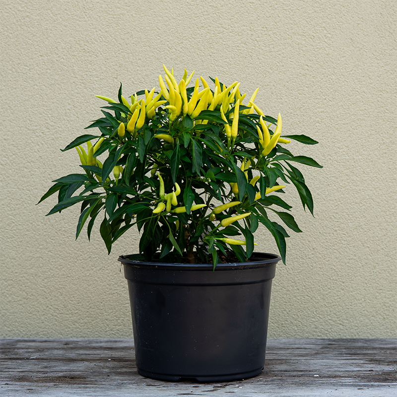 Ornamental Pepper 'Chilly Chili' 8"
