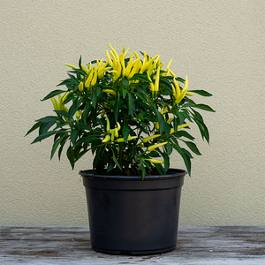Ornamental Pepper 'Chilly Chili' 8"