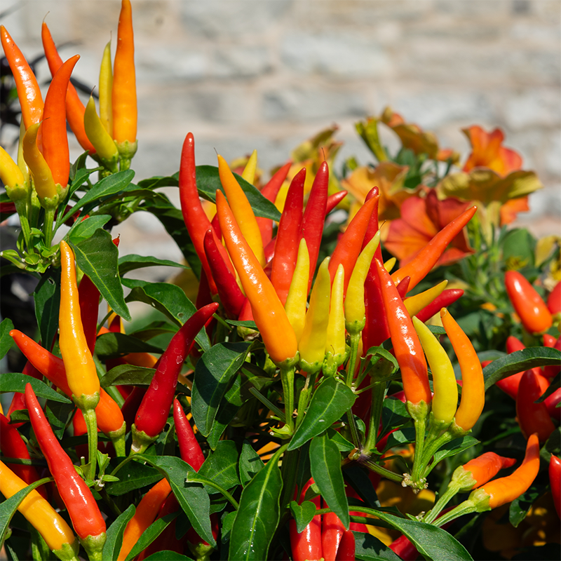 Ornamental Pepper 'Chilly Chili' 8"
