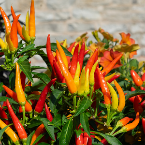 Ornamental Pepper 'Chilly Chili' 8"