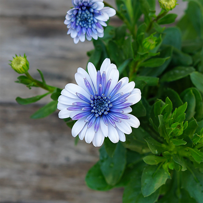 Osteospermum '4D Blue Ice' 4"