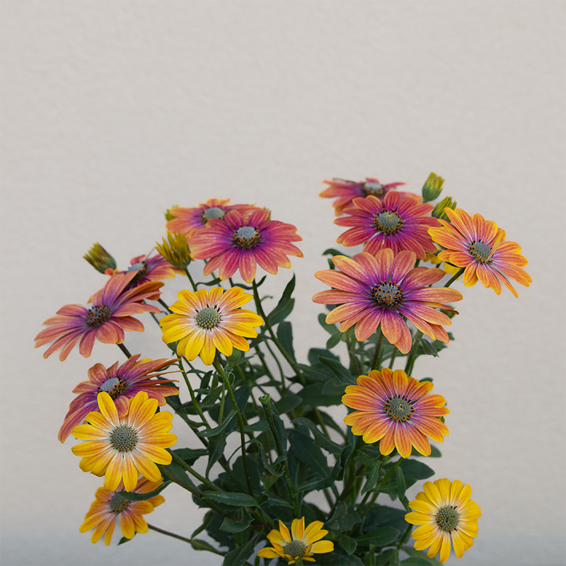 Osteospermum 'Zion Apricot Sun' 4"