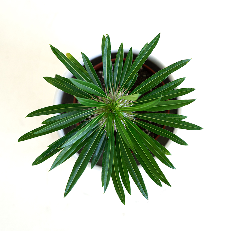 Pachypodium 4"