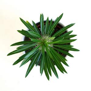 Pachypodium 4"