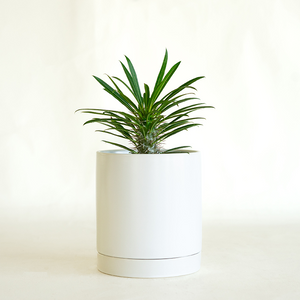 Pachypodium 4"