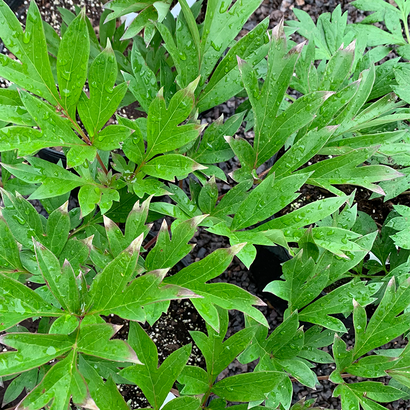 Paeonia Itoh 'Bartzella' #3
