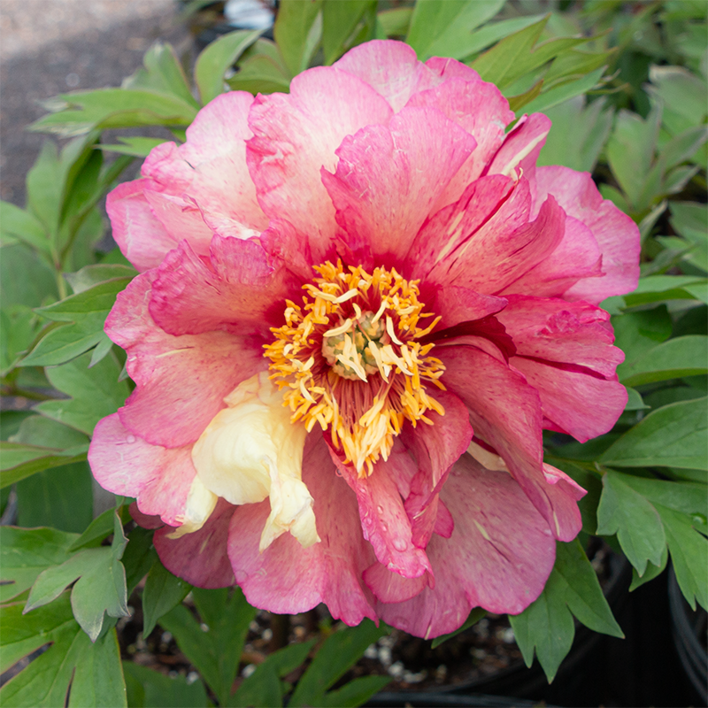 Paeonia Itoh 'Hillary' #3