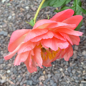Paeonia lac 'Coral Sunset' #2