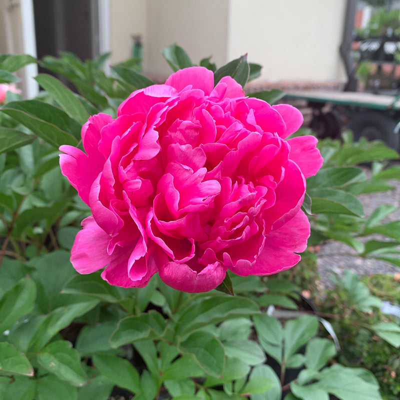 Paeonia lac 'Mme. Emile Debatene' #2