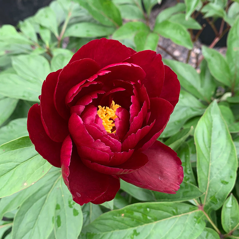 Paeonia lac 'Peter Brand' #2