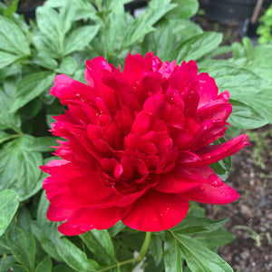 Paeonia lac 'Red Charm' #2