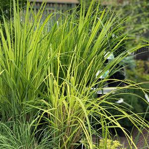 Panicum virg 'Northwind' #2