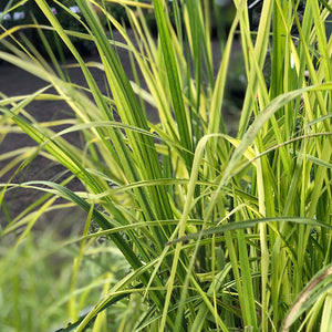 Panicum virg 'Northwind' #2