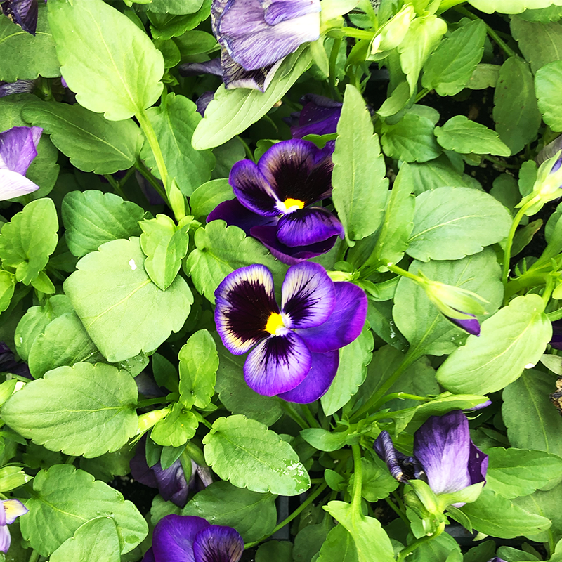 Pansy Matrix Midnight Glow 6 Pack