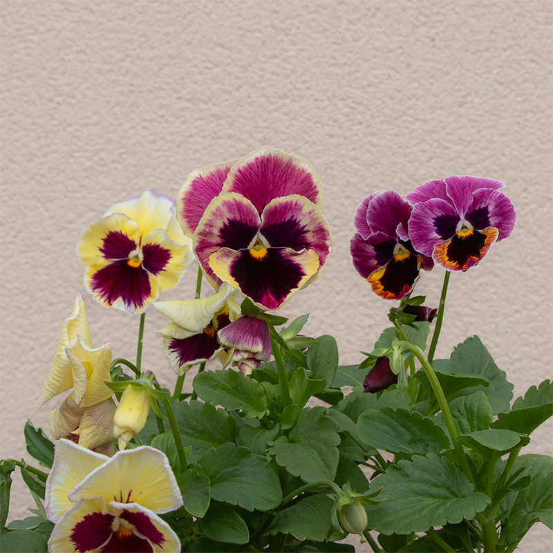 Pansy Apple Cider Mix 6 Pack