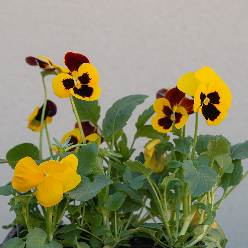Pansy Matrix Autumn Blaze 6 Pack