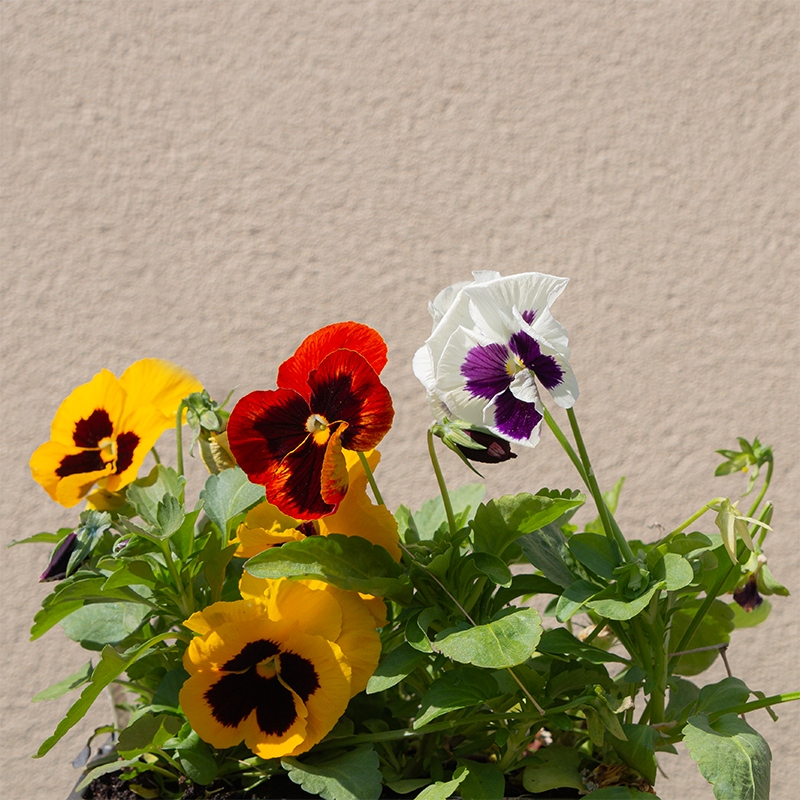 Pansy Matrix Blotch Mix 6 Pack