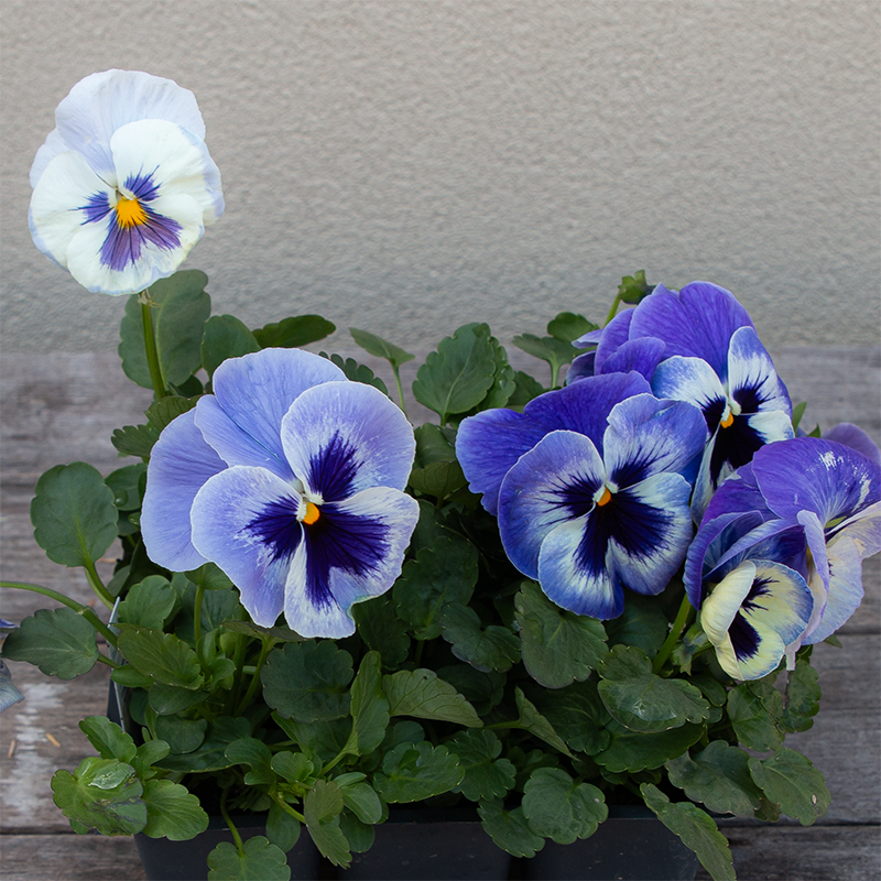 Pansy Matrix Blue Wing 6 Pack