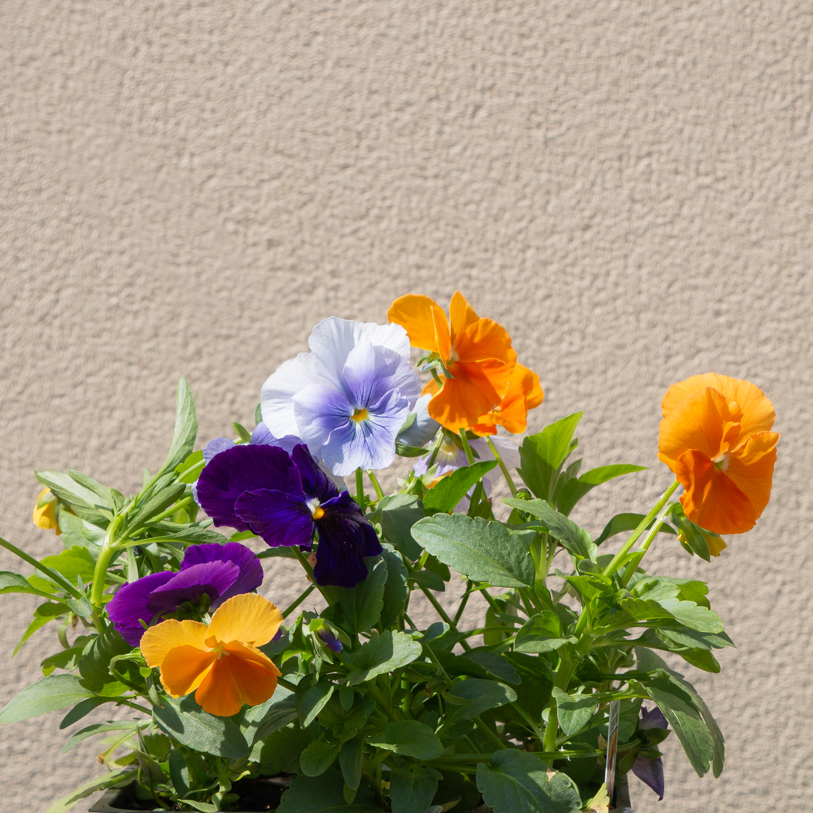 Pansy Matrix Clear Mix 6 Pack